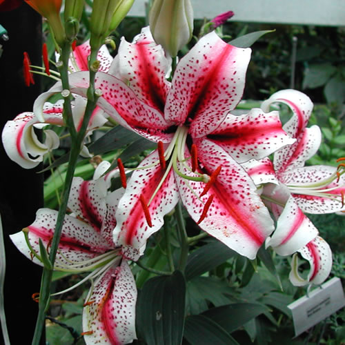 Lilium Dizzy